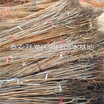 新品種7公分柿子樹(shù)苗哪里有、7公分柿子樹(shù)苗批發(fā)價(jià)格多少