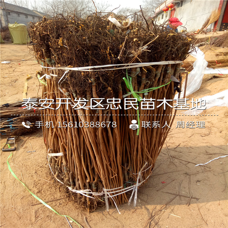 陽(yáng)豐柿子樹(shù)苗批發(fā)多少錢(qián)陽(yáng)豐柿子樹(shù)苗行情