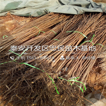 山東嫁接柿子樹苗價格、嫁接柿子樹苗基地報價