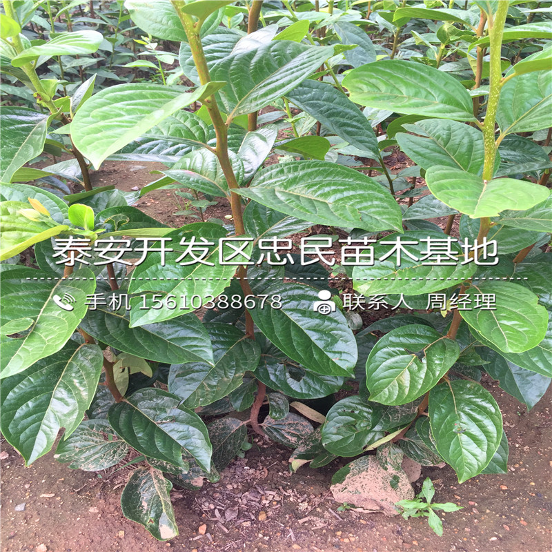 大秋柿子樹苗多少錢一棵大秋柿子樹苗批發(fā)多少錢