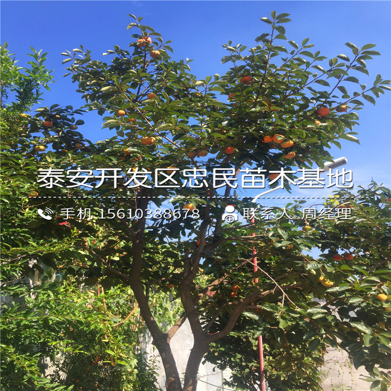 澀柿柿子樹(shù)苗出售澀柿柿子樹(shù)苗出售價(jià)格