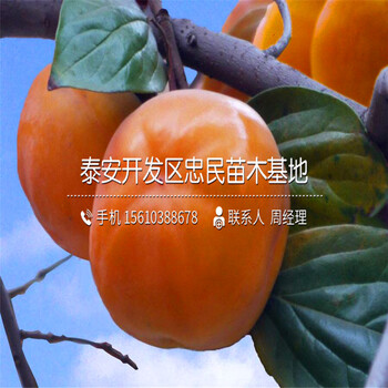 澀柿柿子樹(shù)苗出售澀柿柿子樹(shù)苗出售價(jià)格