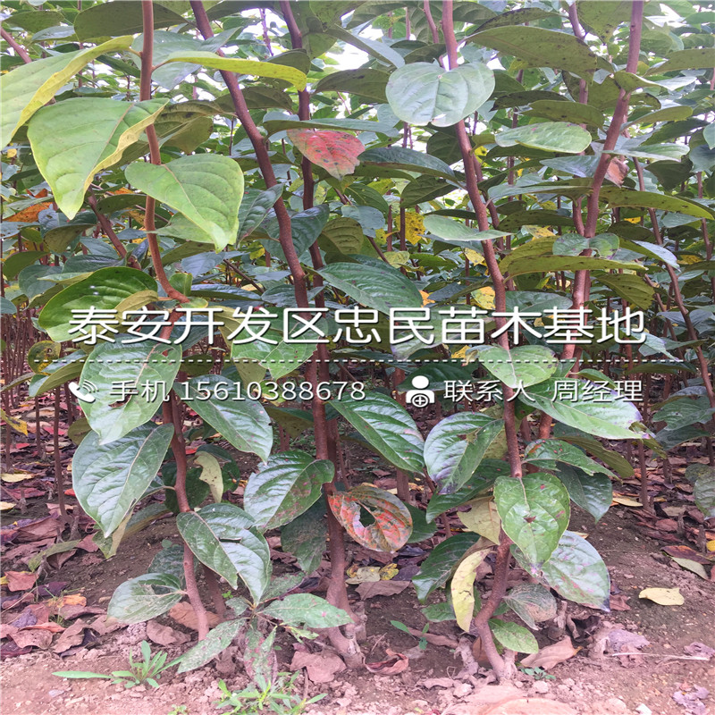 山东红心苹果树苗红心苹果树苗供应基地