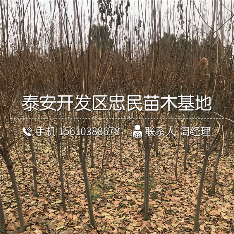 次郎柿子樹苗批發(fā)出售次郎柿子樹苗出售價格是多少