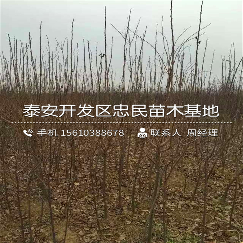 山东红心苹果树苗红心苹果树苗供应基地