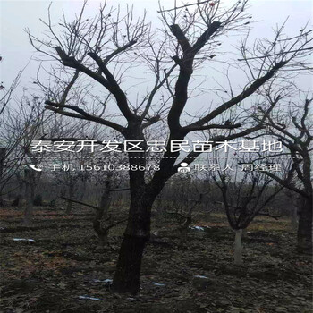 次郎柿子樹苗批發(fā)出售次郎柿子樹苗出售價(jià)格是多少