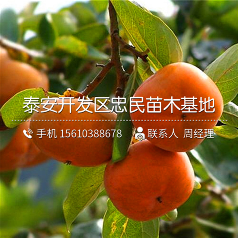 蓮花柿子樹苗價格多少蓮花柿子樹苗出售價格是多少