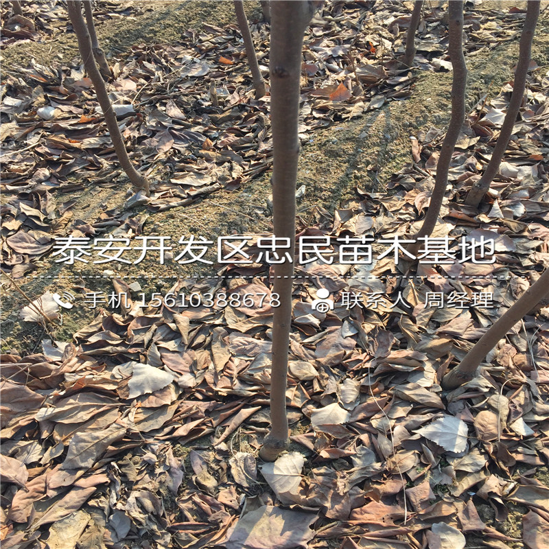 2018年柿子樹(shù)苗哪里有、柿子樹(shù)苗價(jià)格多少