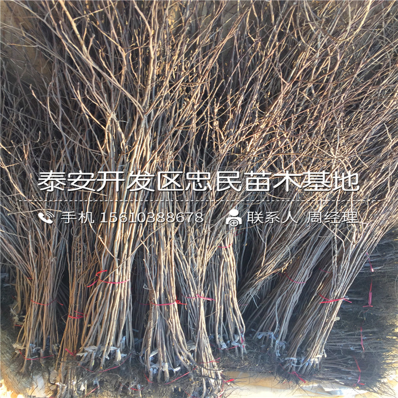 大秋柿子樹苗多少錢一棵大秋柿子樹苗批發(fā)多少錢