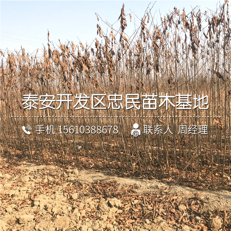 西村早生柿子樹苗格西村早生柿子樹苗出售價格