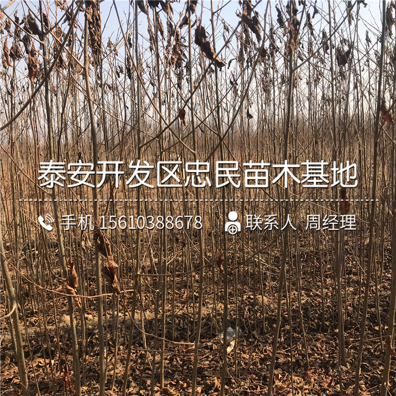 2018年嫁接柿子樹苗批發(fā)、嫁接柿子樹苗哪里出售