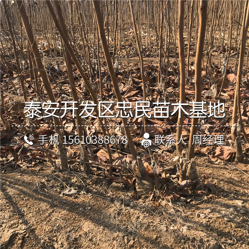 新品種太秋柿子樹苗批發(fā)、太秋柿子樹苗上車價(jià)格