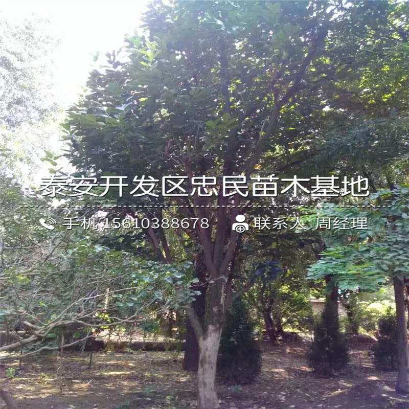 涩柿柿子树苗出售基地涩柿柿子树苗基地