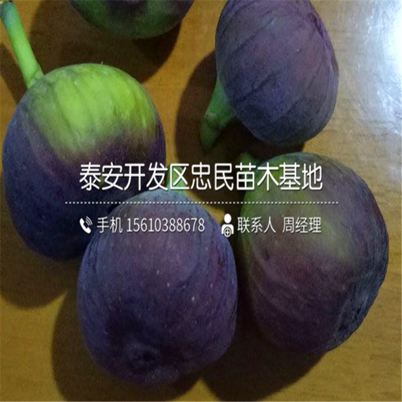 8公分柿子苗價格多少8公分柿子苗出售價格是多少