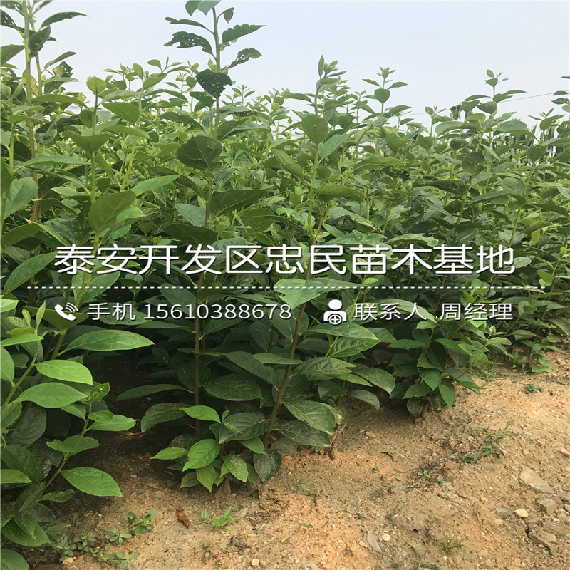 蓮花柿子樹苗價格多少蓮花柿子樹苗出售價格是多少