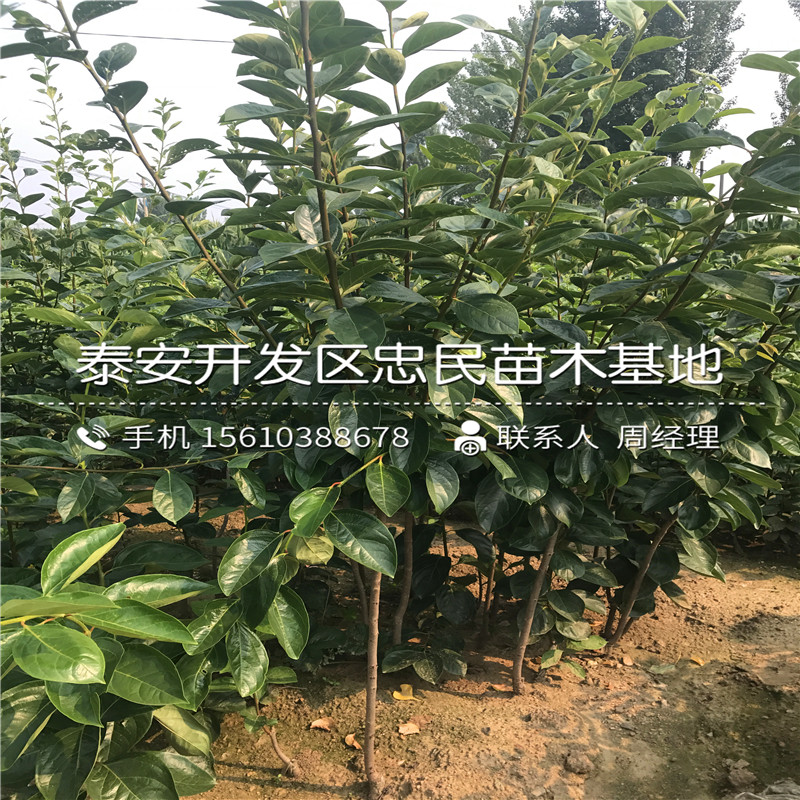 2018年嫁接柿子樹苗批發(fā)、嫁接柿子樹苗哪里出售