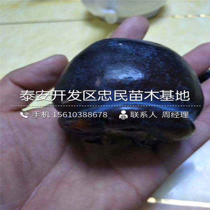 西村早生柿子樹苗格西村早生柿子樹苗出售價格