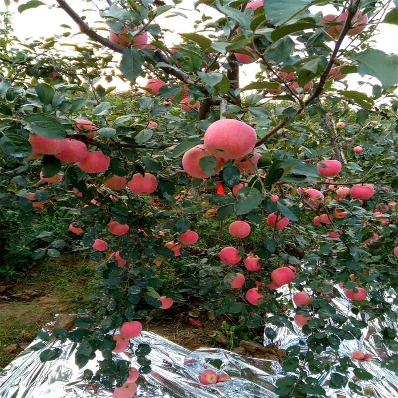 苹果苗、苹果苗品种