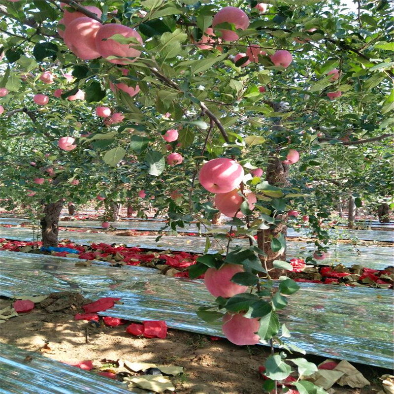 M9t337苹果树苗价格与报价、M9t337苹果树苗哪里价格便宜