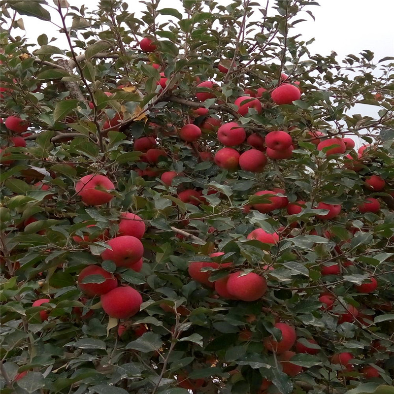 成活率高的红将军苹果苗、红将军苹果苗品种
