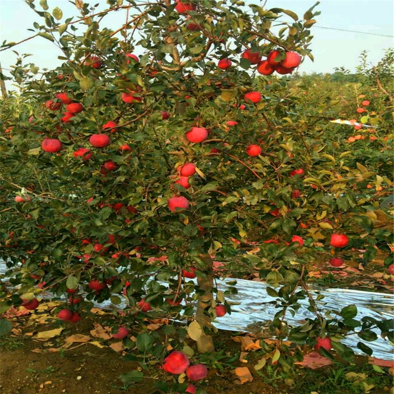 成活率高的红嘎啦苹果苗、红嘎啦苹果苗种植基地