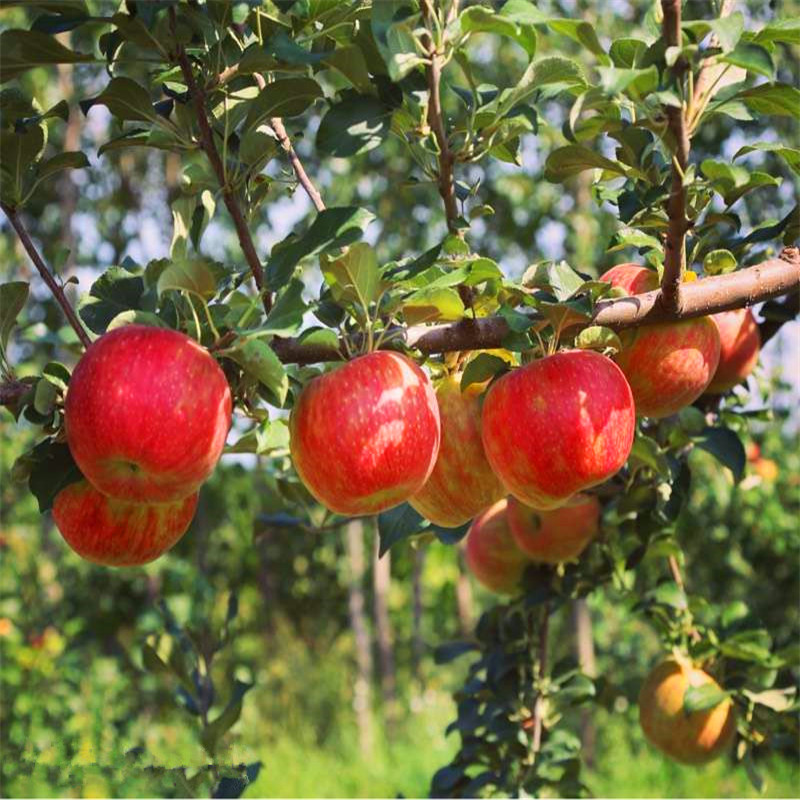 红富士苹果树苗批发什么价格红富士苹果树苗价格哪里便宜