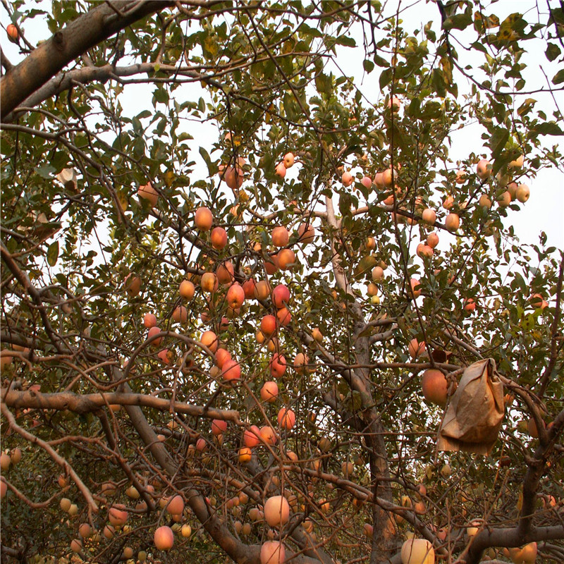 4公分苹果树苗哪里有批发4公分苹果树苗批发出售