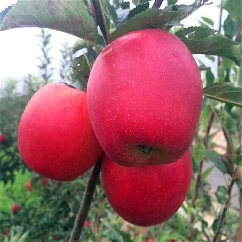 我想买8公分苹果苗、8公分苹果苗品种