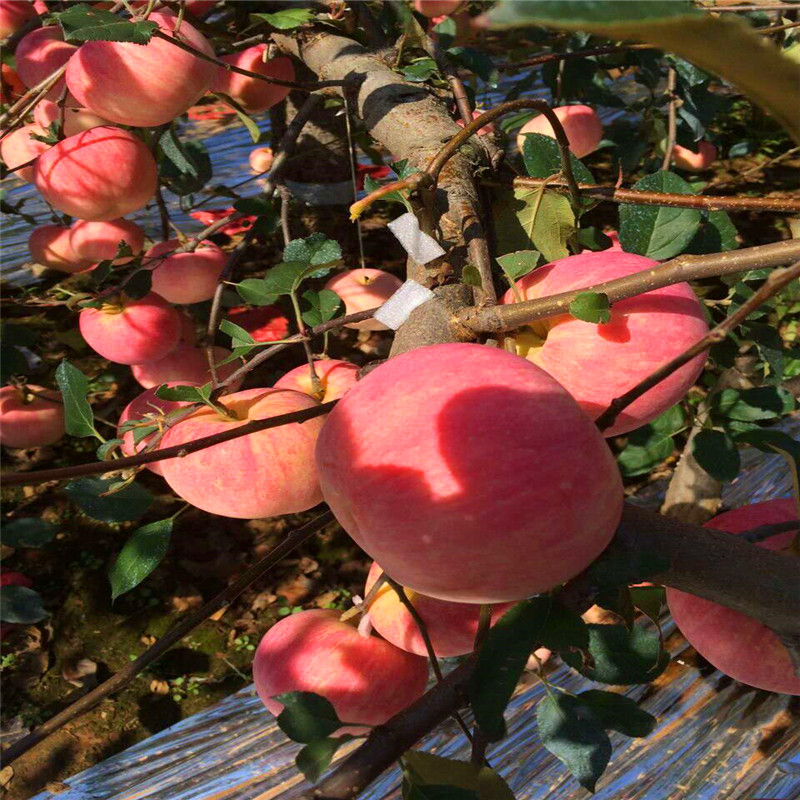 金帅苹果树苗价格金帅苹果树苗种植基地