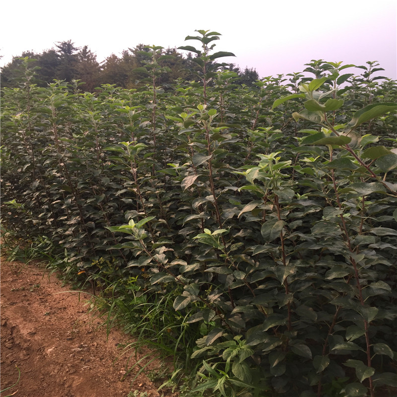 成活率高的懒富苹果苗、懒富苹果苗批发基地