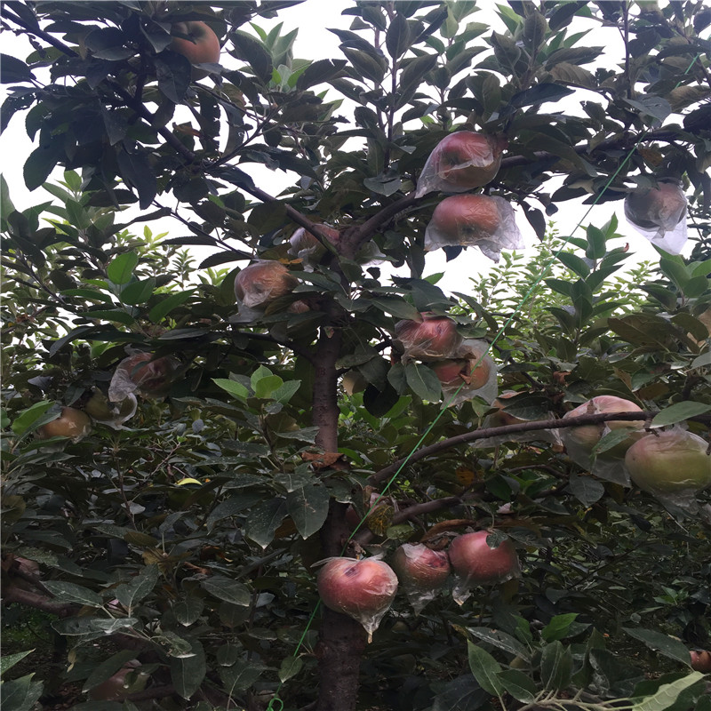 山东富士苹果苗、富士苹果苗哪里有卖的