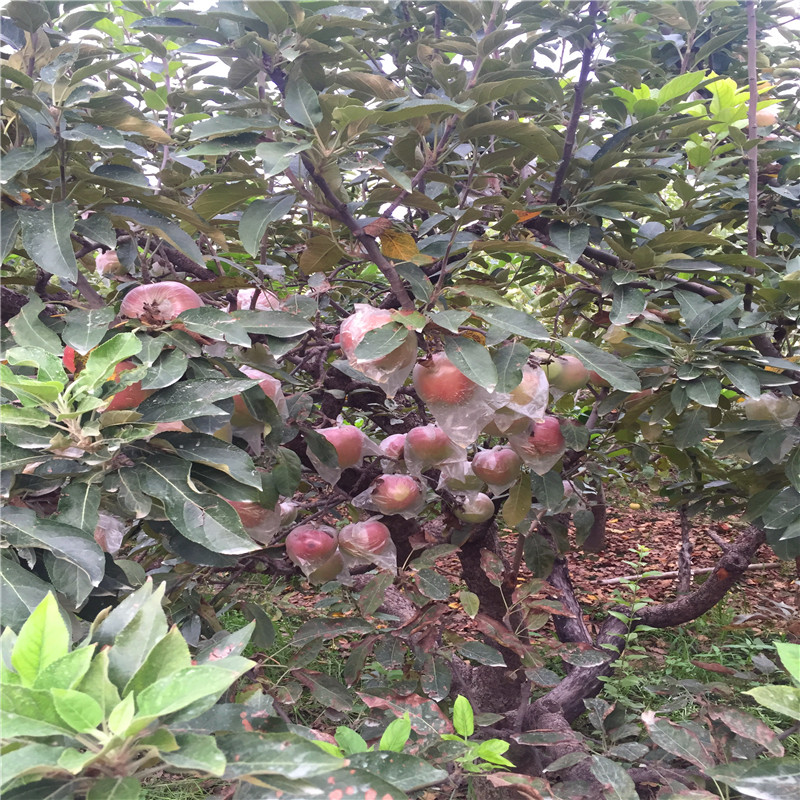 求购自根砧木苹果苗、自根砧木苹果苗哪里出售