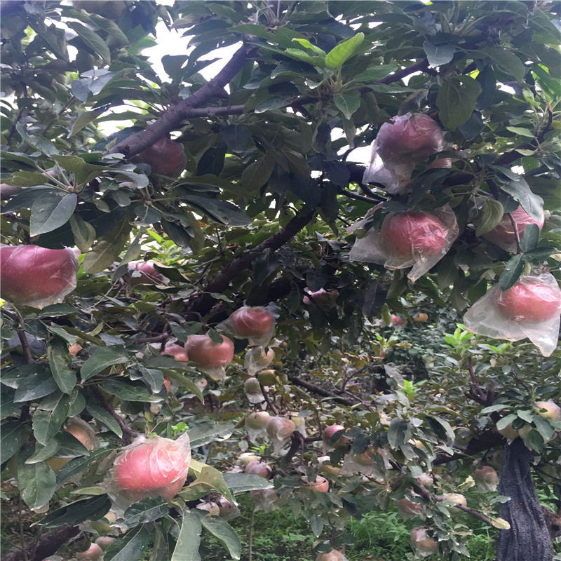 哪里有烟富3苹果苗、烟富3苹果苗价格哪里便宜