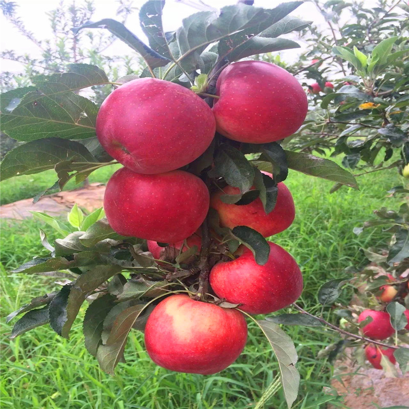 6公分苹果树苗批发什么价格6公分苹果树苗种植基地