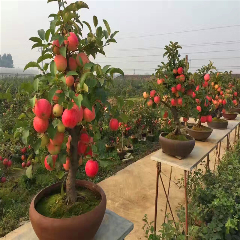 价格便宜黑苹果树苗、黑苹果树苗批发基地