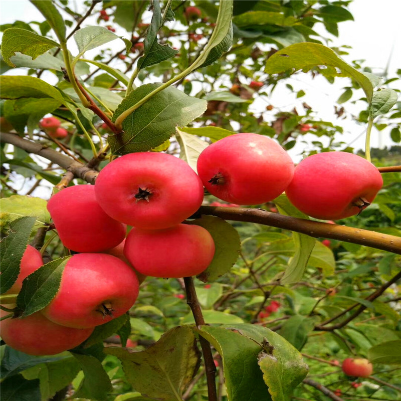 山东烟富苹果苗、烟富苹果苗种植基地