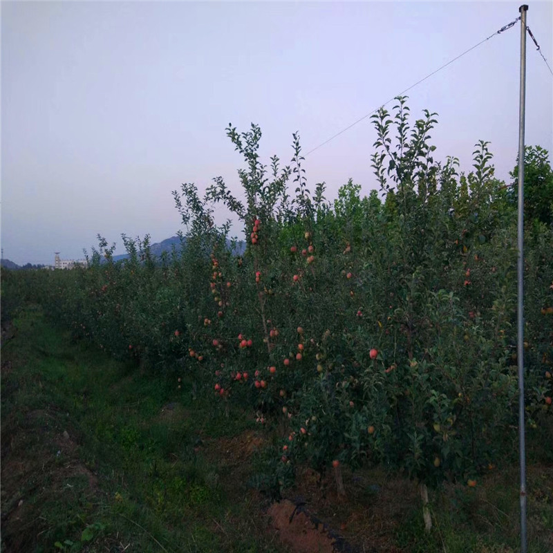 2019年黑苹果树苗、黑苹果树苗哪里出售