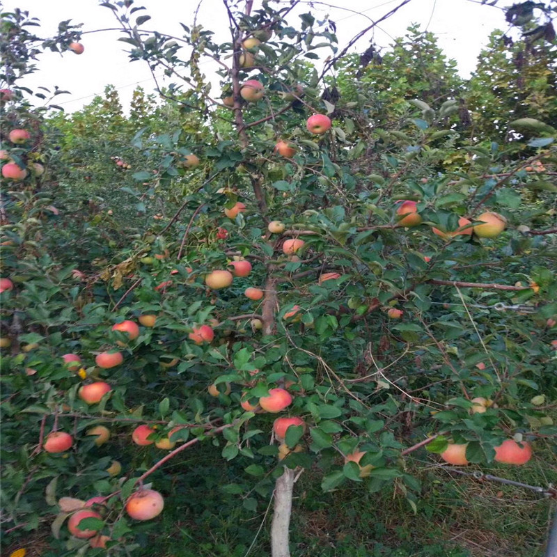 矮化苹果树苗哪里有批发矮化苹果树苗批发价格