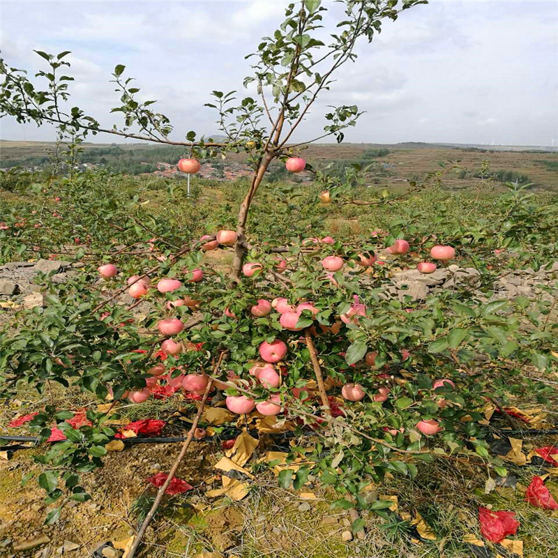 黑卡嘎啦苹果树苗出售价格、黑卡嘎啦苹果树苗种植基地