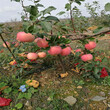 红心苹果树苗批发什么价格红心苹果树苗价格多少