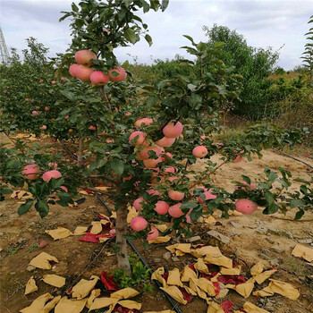 哪里批发苹果苗、苹果苗种植基地