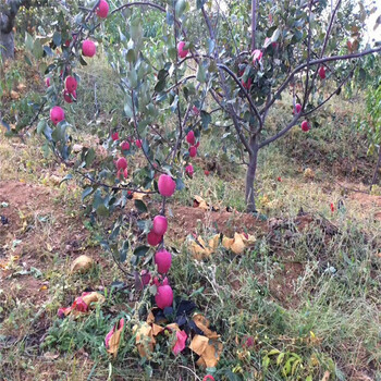 新品种金帅苹果苗、金帅苹果苗种植基地