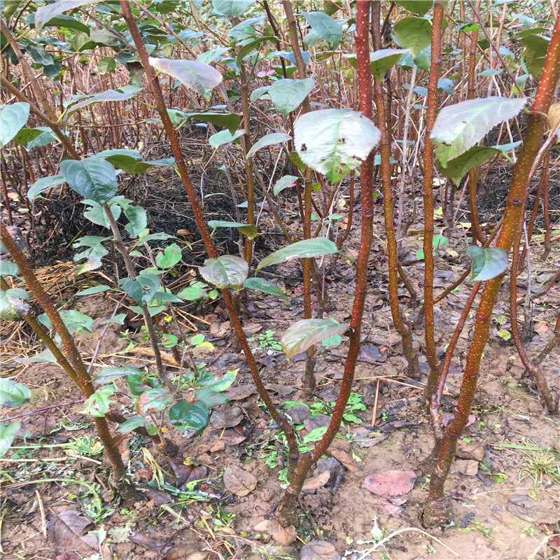 好管理的寒富苹果苗、寒富苹果苗什么价格