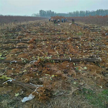 好管理的红富士苹果苗、红富士苹果苗基地