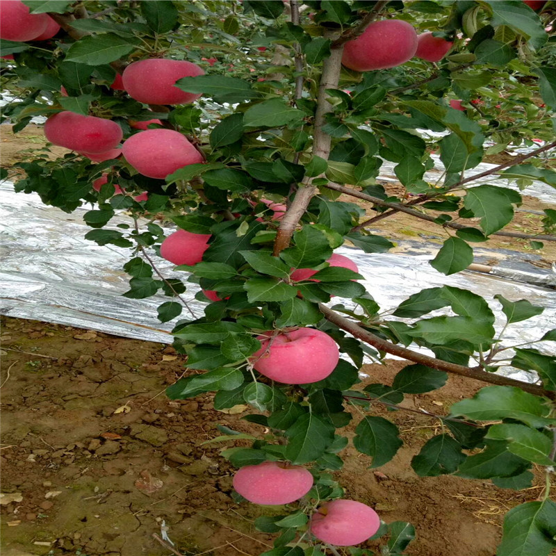 花牛苹果树苗批发出售、花牛苹果树苗哪里价格便宜