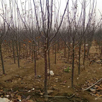 黑苹果树苗哪里有批发黑苹果树苗多少钱