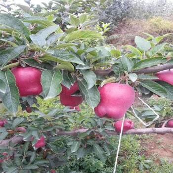 价格便宜红心苹果苗、红心苹果苗批发基地