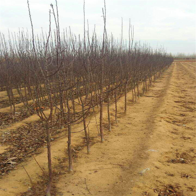 什么地方可以买到苹果小苗、苹果小苗出售基地