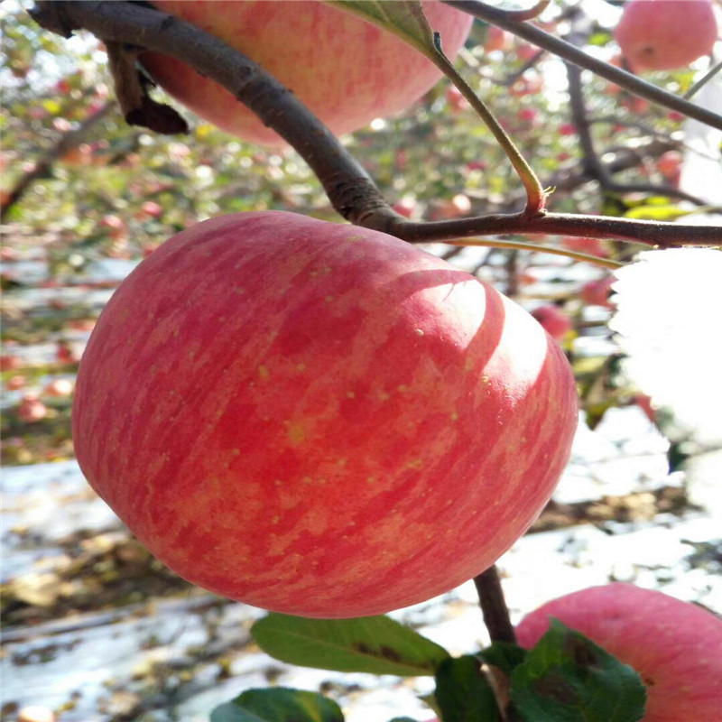 我想买秦冠苹果苗、秦冠苹果苗行情