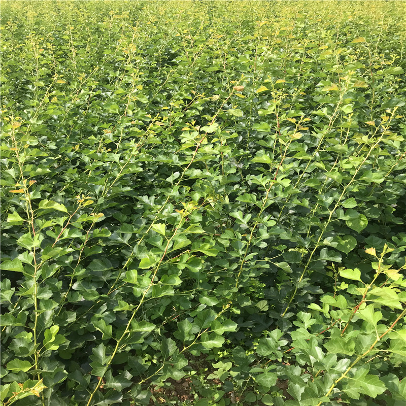 短枝苹果苗、短枝苹果苗销售基地